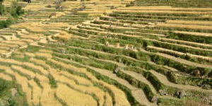 http://www.freetrek.it/Immagini/Terrazzamenti%20a%20risaia.jpg